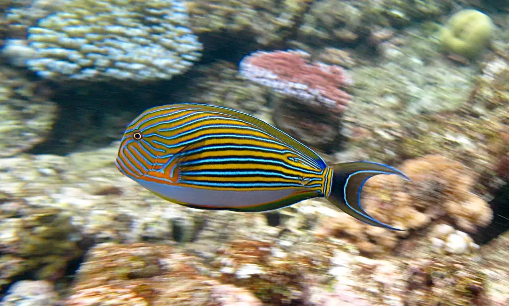 El sistema de arrecifes de coral más extenso del mundo, frente a la costa de Queensland, con excursiones de buceo y snorkel desde Cairns o Airlie Beach.