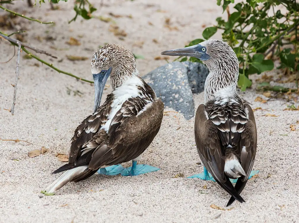Archipiélago volcánico único en el mundo por su fauna endémica —tortugas gigantes, iguanas marinas, piqueros de patas azules— y cuna de la teoría de la evolución de Darwin.
