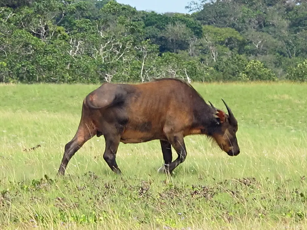 Conocido como el último Edén de África, con playas donde a veces se ven hipopótamos entrando al mar, además de elefantes de bosque y gorilas en la selva cercana.