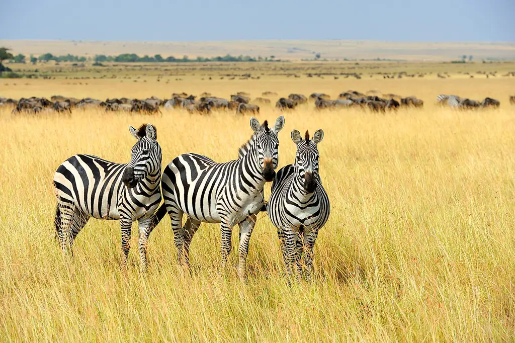 La reserva de safari más famosa del país, escenario de la Gran Migración de ñus y cebras entre julio y octubre.