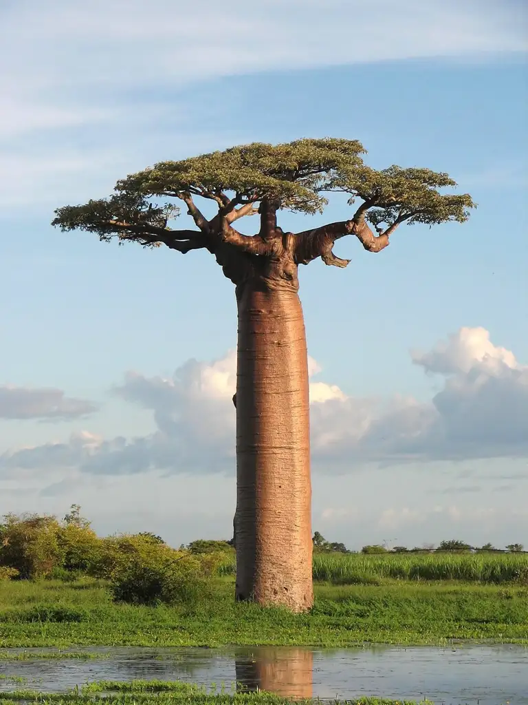 Hilera de baobabs centenarios a lo largo de una pista de tierra cerca de Morondava, uno de los paisajes más fotografiados de África.
