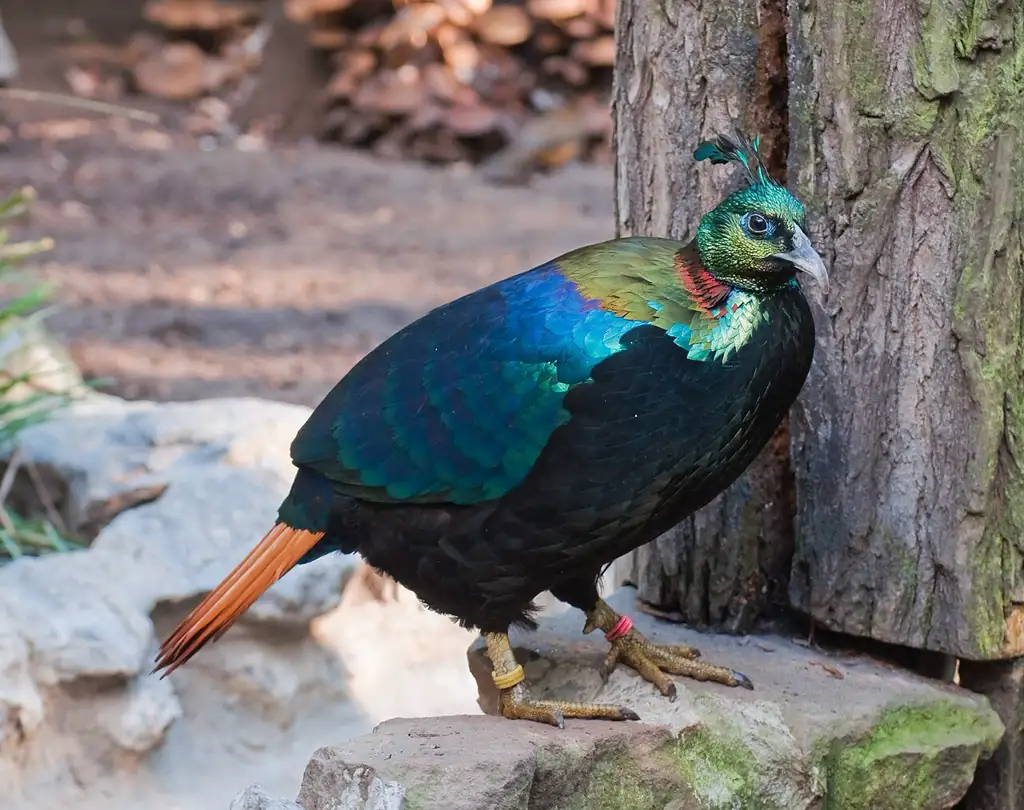 Monal del Himalaya, ave nacional de Nepal