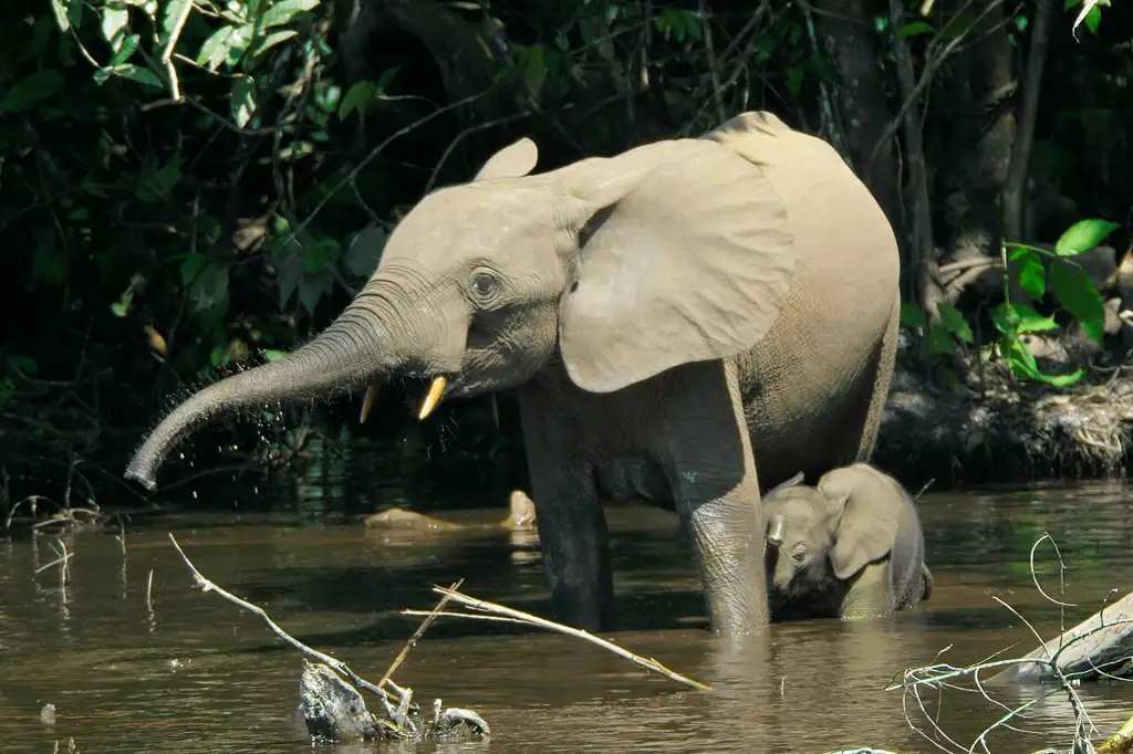 Selva tropical remota en el norte del país, conocida por sus gorilas de llanura occidental y elefantes de bosque, uno de los ecosistemas mejor conservados de la cuenca del Congo.