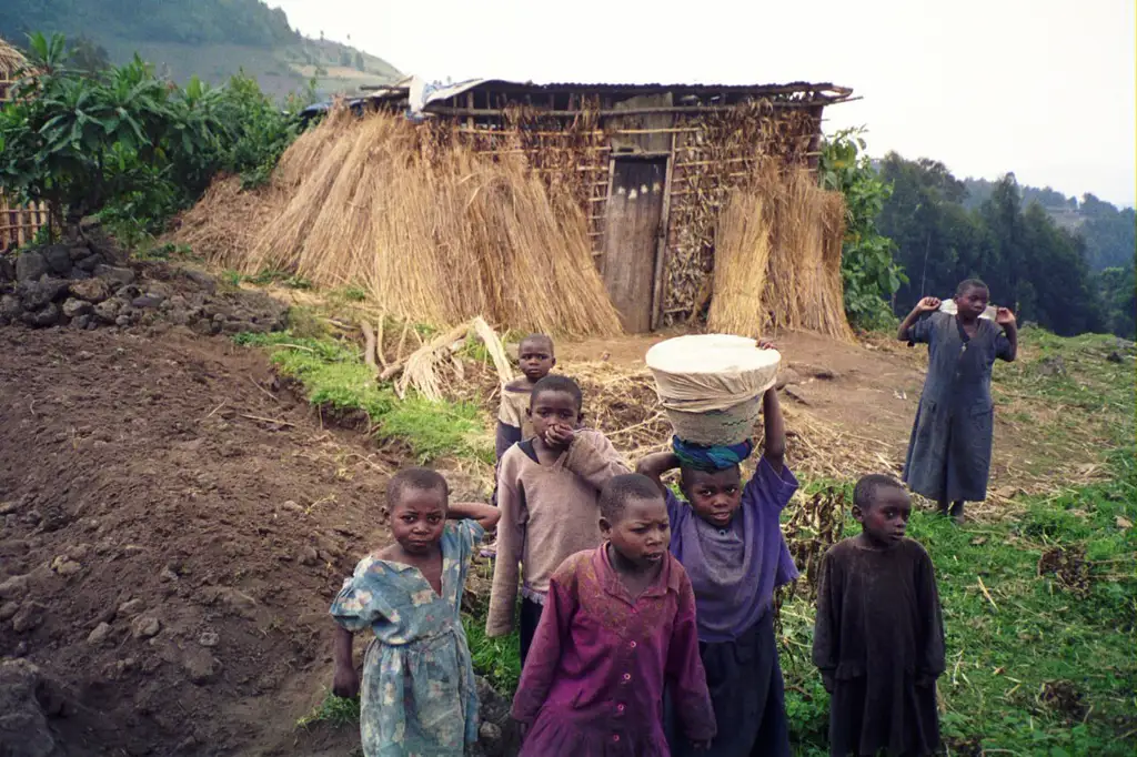 Hogar de gorilas de montaña en las laderas de la cordillera de los Virunga, uno de los pocos lugares del mundo donde se puede hacer trekking para verlos en su hábitat natural.