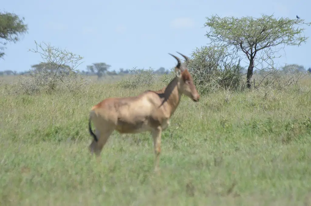 Reserva que alberga una de las mayores migraciones de fauna del mundo, con cientos de miles de antílopes cruzando la sabana.