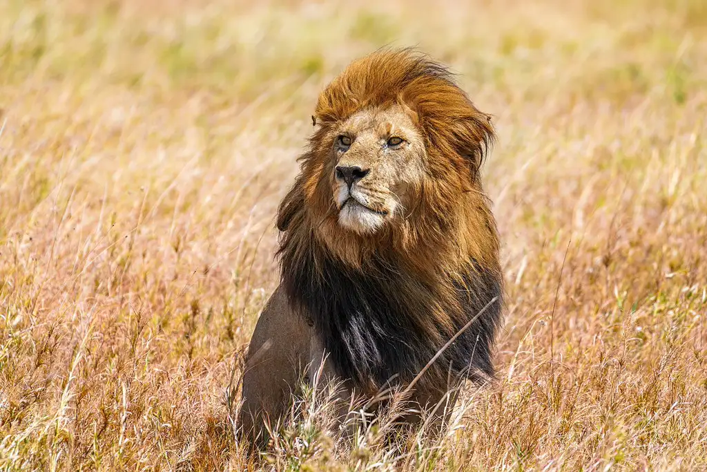 Sabana infinita famosa por la gran migración anual de ñus y cebras, uno de los escenarios de safari más icónicos de África.