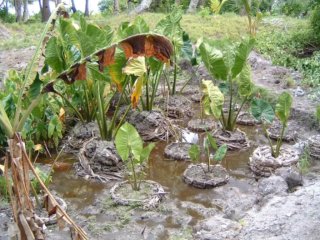 Taro gigante de pantano, plato nacional, cocinado siempre antes de consumir en horno de tierra por su toxicidad en estado crudo.